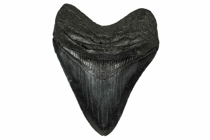 Serrated, Fossil Megalodon Tooth - South Carolina #340303